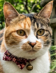 files/gato_japa.png