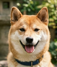 files/shibainu.png